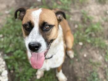 LUMPSTER -  Australian Shepherd Dog for Adoption in Tulsa, Oklahoma - LUMPSTER | PetCurious