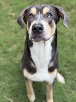 Spike -  Mixed Breed Dog for Adoption in Atlanta, Georgia - Spike | PetCurious