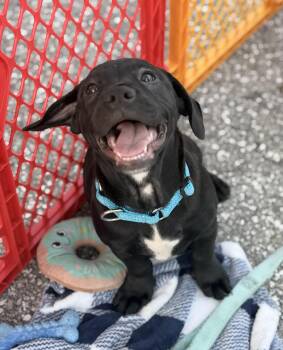 Black Labrador Retriever and Dachshund Dogs Available for Adoption in Palm Springs, Florida - Oscar | PetCurious