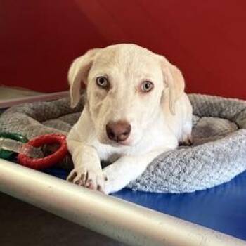 RILEY -  Mixed Breed Dog for Adoption in Fernandina Beach, Florida - RILEY | PetCurious