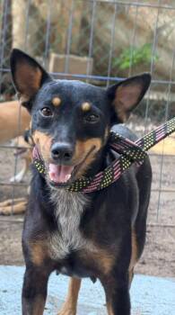 Peque -  Lancashire Heeler and Manchester Terrier Dog for Adoption in Ramona, California - Peque | PetCurious