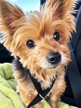 Chloe -  Yorkshire Terrier Dog for Adoption in Grand Bay, Alabama - Chloe | PetCurious