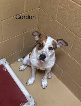 Gordon -  Australian Cattle Dog Blue Heeler Dog for Adoption in Fort Collins, Colorado - Gordon | PetCurious