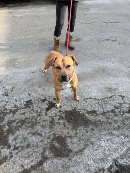 Bodhi (Foster or Adopter Needed) -  Pit Bull Terrier Dog for Adoption in Westwood, New Jersey - Bodhi (Foster Or Adopter Needed) | PetCurious
