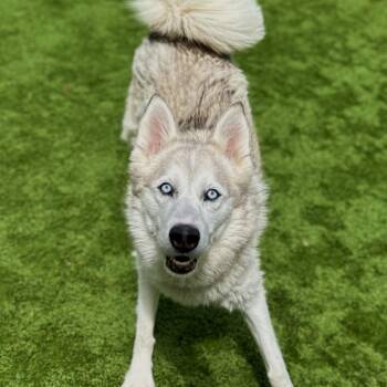Coco -  Siberian Husky Dog for Adoption in Matteson, Illinois - Coco | PetCurious