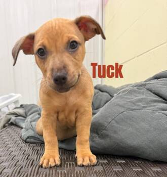 Tuck- in a foster home -  Terrier and Hound Dog for Adoption in South Bend, Indiana - Tuck- In A Foster Home | PetCurious