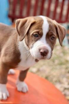 American Staffordshire Terrier Dogs Available for Adoption in Duluth, Minnesota - Ragnar | PetCurious