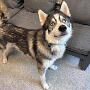 Rocco -  Mixed Breed Dog for Adoption in Lansing, Michigan - Rocco | PetCurious