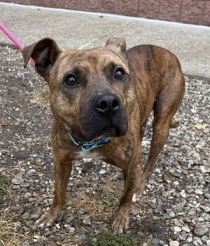 Rescue Pit Bull Terrier and Mixed Breed Dogs for Adoption in Valley View, Ohio - Lil Pumpkin | PetCurious