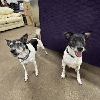 Rat Terrier Dogs Available for Adoption - Tigger And Patches | PetCurious