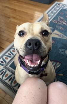 Pit Bull Terrier and Mixed Breed Dogs Available for Adoption in New Orleans, Louisiana - Fresco | PetCurious
