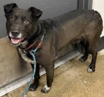 Hamilton -  Border Collie and Retriever Dog for Adoption in Cleveland, Ohio - Hamilton | PetCurious