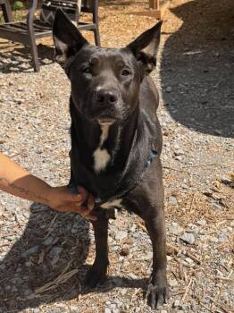 Labrador Retriever and German Shepherd Dog Dogs Available for Adoption in Calera, Alabama - Frisky | PetCurious