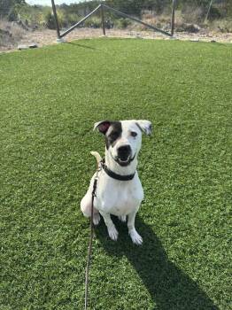 American Staffordshire Terrier Dogs Available for Adoption in Mico, Texas - Ezio  | PetCurious