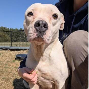 Mixed Breed Dogs Available for Adoption - HONEYBUN  Available NOW - ADOPTION Or RESCUE! | PetCurious