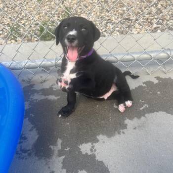 Oaken-dark purple collar -  Mixed Breed Dog for Adoption in Bismarck, North Dakota - Oaken-dark Purple Collar | PetCurious