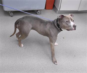 Boxer and Mixed Breed Dogs Available for Adoption - ZORA | PetCurious