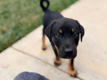 Timbre -  Australian Cattle Dog Blue Heeler and Border Collie Dog for Adoption in Fort Lupton, Colorado - Timbre | PetCurious