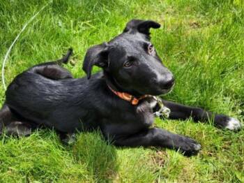 German Shepherd Dog and Mixed Breed Dogs Available for Adoption in Portland, Oregon - Yogi | PetCurious