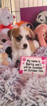 Barry -  Chihuahua and Terrier Dog for Adoption in Murphys, California - Barry | PetCurious