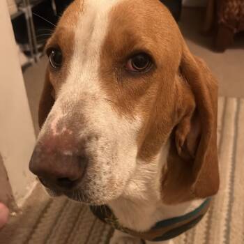 Rescue Basset Hound Dogs for Adoption in San Diego, California - Maximo | PetCurious