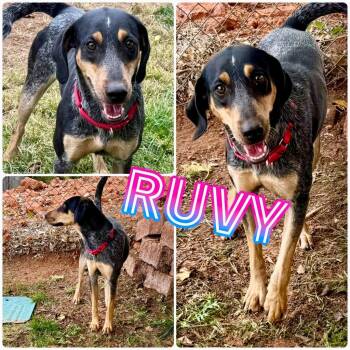Rescue Bluetick Coonhound Dogs for Adoption in St. George, Utah - Ruvy | PetCurious