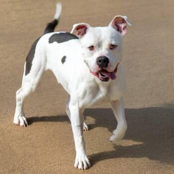 TIMON -  American Bulldog and Mixed Breed Dog for Adoption in St. Louis, Missouri - TIMON | PetCurious