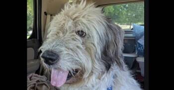 Ryker -  Old English Sheepdog Dog for Adoption in Dallas, Texas - Ryker | PetCurious