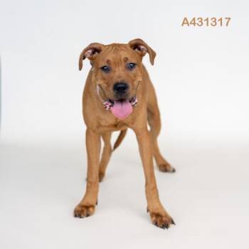 RUFUS -  Labrador Retriever and Mixed Breed Dog for Adoption in Conroe, Texas - RUFUS | PetCurious