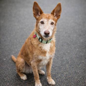 Portuguese Podengo and Greyhound Dogs Available for Adoption - Maple | PetCurious