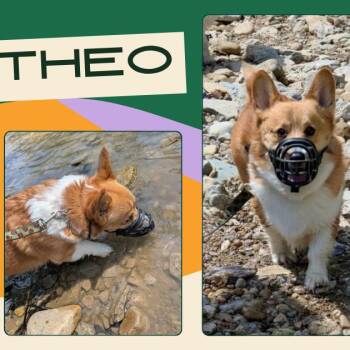 Theo -  Corgi Dog for Adoption in Franklin, Ohio - Theo | PetCurious