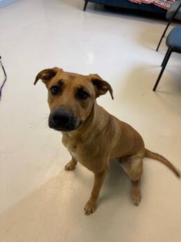 Lucy -  Black Mouth Cur and Mixed Breed Dog for Adoption in Belton, Texas - Lucy | PetCurious