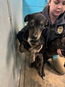 Rescue Mixed Breed Dogs for Adoption in Hot Springs, Arkansas - Billie Jo | PetCurious