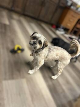 Shih Tzu Dogs Available for Adoption - Baracuda | PetCurious