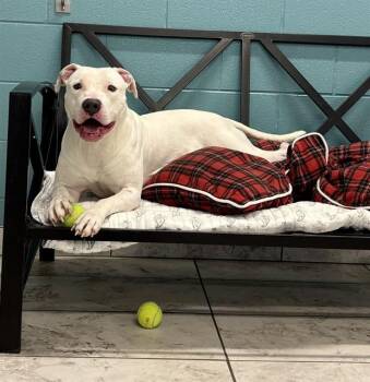 American Staffordshire Terrier Dogs Available for Adoption - PAIZLEE | PetCurious