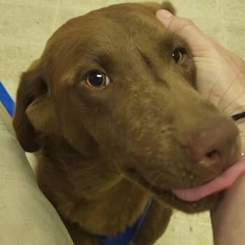 Chocolate Labrador Retriever Dogs Available for Adoption in Rockdale, Texas - Boomer | PetCurious