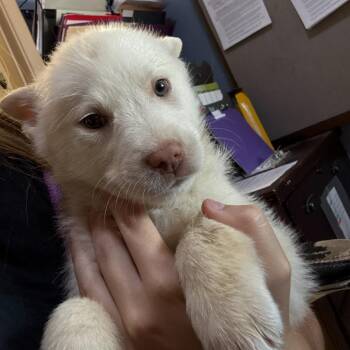 Collie and Australian Cattle Dog Blue Heeler Dogs Available for Adoption in Casa Grande, Arizona - Isabella | PetCurious