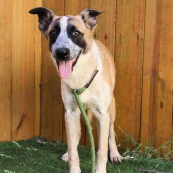 Rescue Australian Cattle Dog Blue Heeler and Anatolian Shepherd Dogs for Adoption in Austin, Texas - Gretel JuM/JA | PetCurious