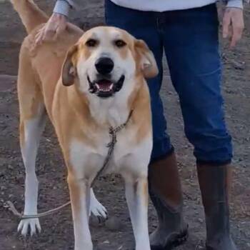 Hound Dogs Available for Adoption - Flap Jack JuM* | PetCurious