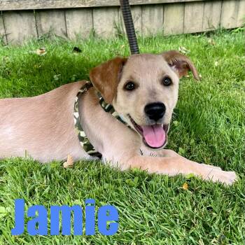 Jamie -  Retriever and Mixed Breed Dog for Adoption in Ellicott City, Maryland - Jamie | PetCurious