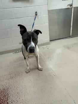 Rescue Pit Bull Terrier Dogs for Adoption in Marietta, Georgia - (55) | PetCurious