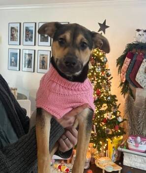 German Shepherd Dog and Mixed Breed Dogs Available for Adoption - Honey | PetCurious