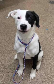 Black Labrador Retriever and Pit Bull Terrier Dogs Available for Adoption in Fruit Heights, Utah - Milkshake | PetCurious