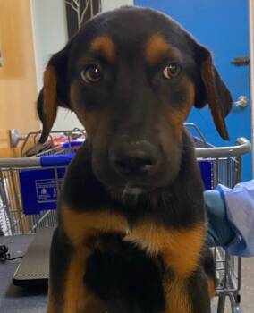 Shadowfin -  Mixed Breed Dog for Adoption in Ocala, Florida - Shadowfin | PetCurious