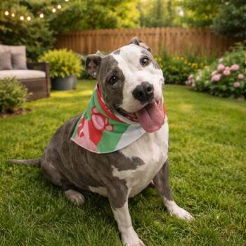 Chloe -  Pit Bull Terrier Dog for Adoption in Lucas, Texas - Chloe | PetCurious