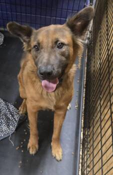 DREYFUSS -  Shepherd and Collie Dog for Adoption in Byhalia, Mississippi - DREYFUSS | PetCurious