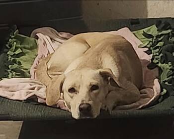 Rescue Yellow Labrador Retriever Dogs for Adoption in Sadler, Texas - Millie | PetCurious