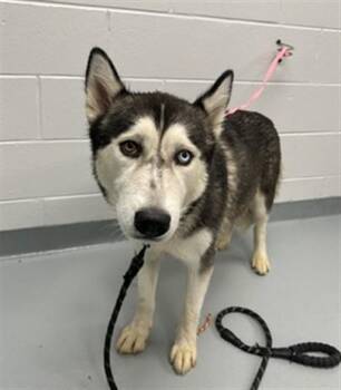 SKY -  Siberian Husky Dog for Adoption in St. Cloud, Florida - SKY | PetCurious