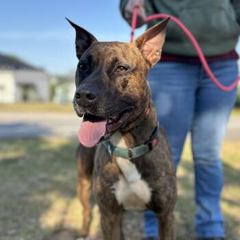 Shepherd Dogs Available for Adoption in Columbia, South Carolina - Matrix | PetCurious