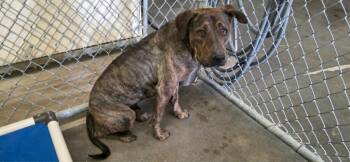 Plott Hound and Labrador Retriever Dogs Available for Adoption in California City, California - Ranger | PetCurious
